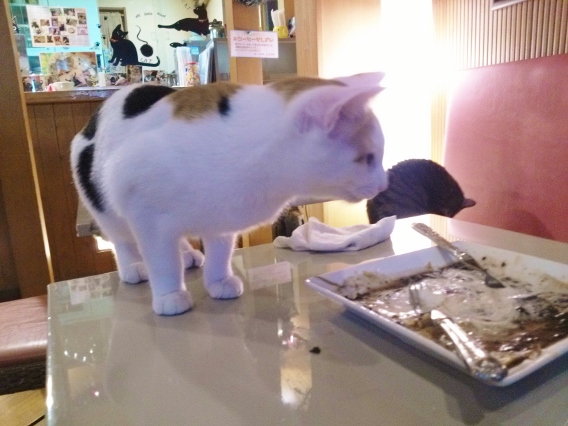 テーブルに猫