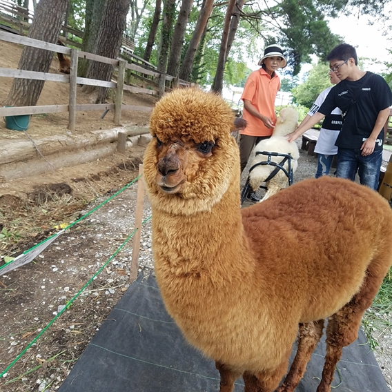 子どもアルパカ