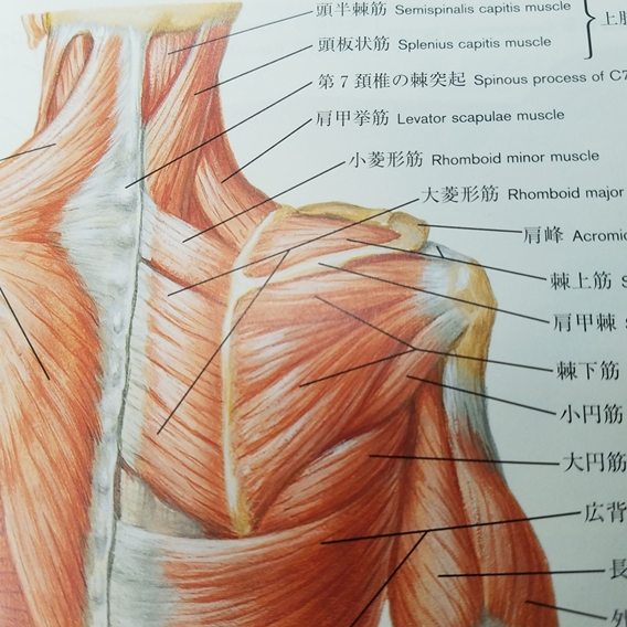 甲骨 コリ 肩 肩甲骨内側のひどい凝り それは・・・